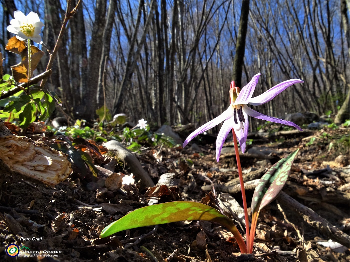 50 Anemone nemorosa (Anemoides nemorosa) e dente di cane (Dens canis) nel sottobosco .JPG